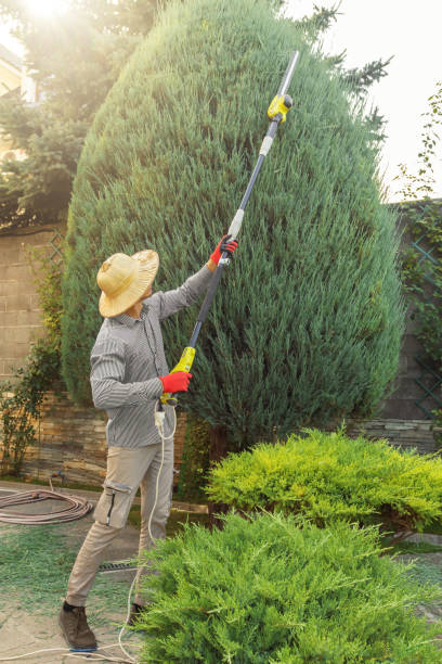 Best Lawn Watering Services  in South Chicago Heights, IL